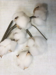 KWIAT BAWEŁNY 6szt GAŁĄZKA