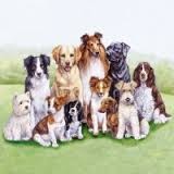 SERWETKA IHR PORTRET PSÓW