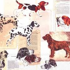 SERWETKA IHR PSY L558000